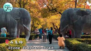 Here is Nanjing- City Tour| Let's Travel