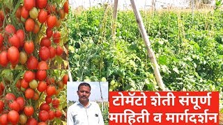 टोमॅटो लागवड संपूर्ण माहिती.Tomato farming. टमाटर की खेती.