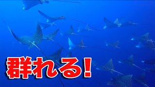 石垣島ダイビング｜石垣島の海ではこんなのに会える！｜ビーチライフ石垣島