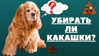 Убирать ли какашки за собакой?