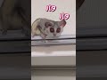 bushbaby ショウガラゴの可愛い仕草🩷 shots bushbaby おさるさん ショウガラゴ ブッシュベイビー