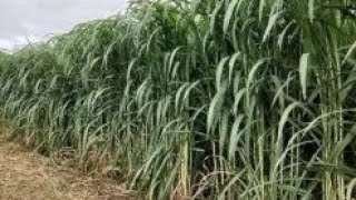 SUPER NAPIER 4G BULLET FROM THAILAND | BIOGAS CNG PLANTATION | #farming #trending #youtube