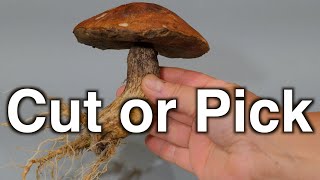 How to harvest wild mushrooms Cut or Pick