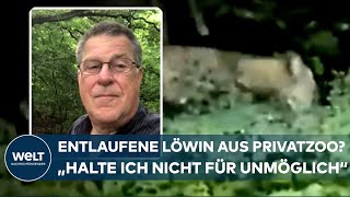 ENTLAUFENE RAUBKATZE BEI BERLIN: Löwin könnte aus Privathaltung stammen | WELT Thema