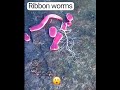 ribbon worm #shorts #ribbonworm