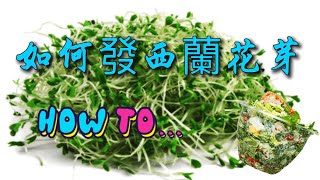 Three simple steps for you to easily sprout tender and fresh broccoli sprouts