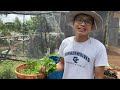 how to grow watercress at home in a container