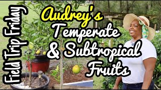 Field Trip Friday- Audrey's Temperate and Subtropical Fruits (Ocala, FL)