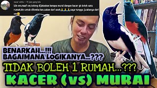 LOGIKANYA MUDAHNYA BEGINI ⁉️ KETIKA KACER DAN MURAI DALAM 1 RUMAH, BAGAIMANA ‼️