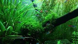 🐠 Soothing Fish Aquarium Music 🐠 Music for Positive Energy, Meditation, Relaxation