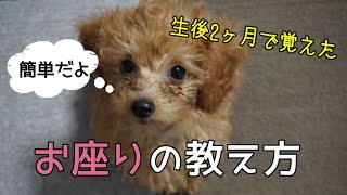 【子犬 しつけ】おすわりの覚えさせ方