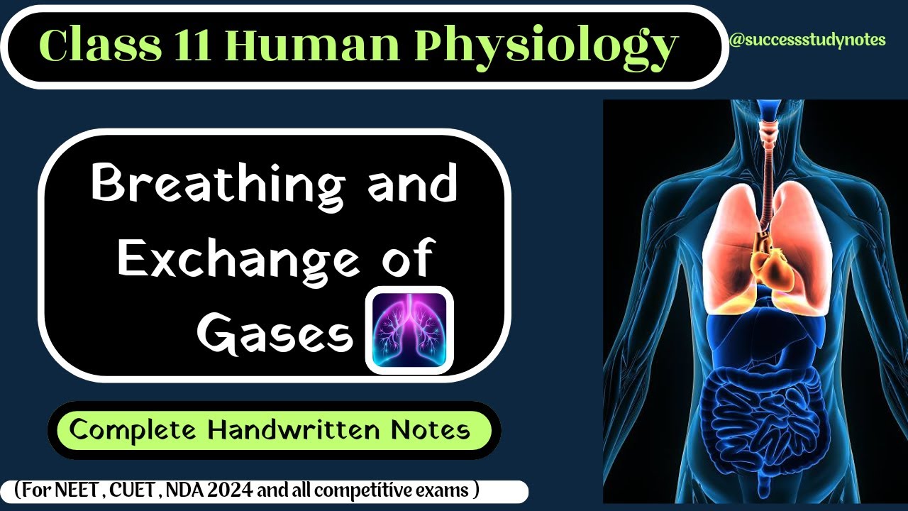 Handwritten Notes Of Breathing And Exchange Of Gases | Breathing And ...