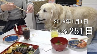 アイン村    チロの子生後251日目   2019年1月1日（ゴールデンレトリバー）