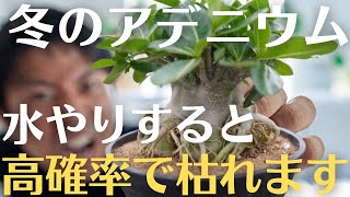 【これを知れば安心！アデニウム冬の越冬攻略法！】