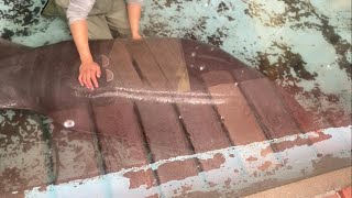 背中を洗ってもらい気持ちよくて寝てるアマゾンマナティー　熱川バナナワニ園　Amazonian manatee getting his back washed