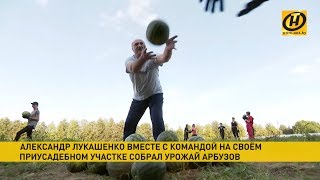 Лукашенко показал арбузы со своего огорода. Вот это урожай!