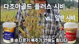 다조아골드 콩 1차 시비 사례- 곁가지 부정근 발생으로 순지르기  북주기 대체, 역병도 억제: 문의 자연과콩(031-968-0840)