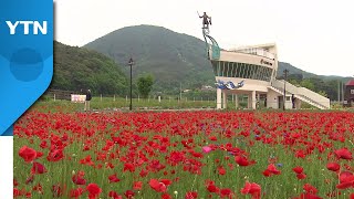 [영상] '1억 송이' 꽃양귀비 활짝...오색 꽃의 향연 / YTN