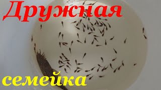 Выход личинки анциструса из икры и превращение её в малька