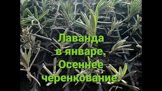 Лаванда в январе. Состояние саженцев осеннего черенкования.