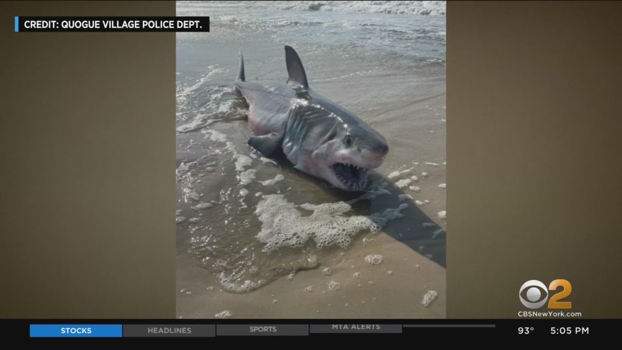 Dead Great White Shark Found On Beach In Quogue, Suffolk County - YouTube