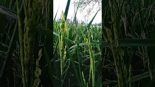 விவசாயத்தை சப்போர்ட் 🙏#viva sayam #viral #agriculture #tamil #youtube #vivasayi