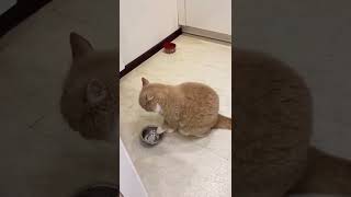 cute and funny cat videos 😹 #shorts