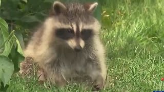 RACCOON ATTACKS l Growing concerns over racoon attacks in a British Columbia neighbourhood