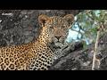 Tree-top treasure - SafariLIVE Sunset - 21 May 2026