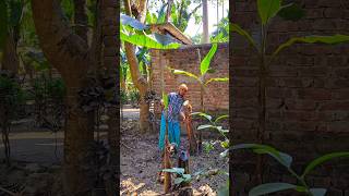 Banana tree cutting (Part- 148)