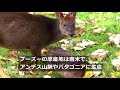 世界最小のシカ「プーズー」の赤ちゃん公開、独ケルンの動物園