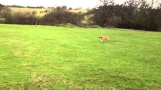 Gundog training: Labrador retrieving to hand past dummies placed on the ground.