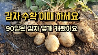 [23-66]감자 수확 이때 하세요. 90일된 감자 몇개 캐봤어요