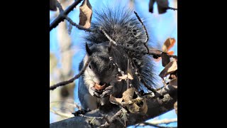 Foraging Western Gray Squirrel