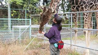 キリンのハズバンダリートレーニング（2017年12月1日＠大牟田市動物園）撮影：杉山