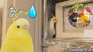 エマの行動を見て小言を言うセキセイインコ512 Talking parakeet budgie Cockatiel