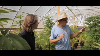 Mike Angelotti: Selecting Ideal Female Cannabis Plants for Breeding / Derek Gilman / Ganjier