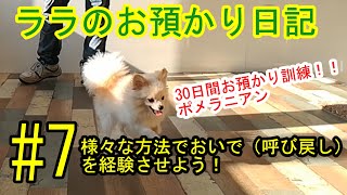 犬のしつけ、訓練ポメラニアン３０日間お預かり訓練日記＃7