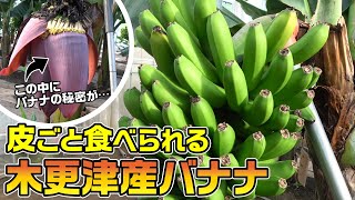 【木更津の新名物】皮ごと食べるバナナは超希少な純国産！南国のような農園にお邪魔してみました 〜木更津ファーム〜