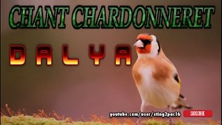 Chant Chardonneret Dalya Original ▶100%◀