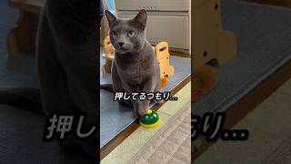 【ロシアンブルー】水曜日、いいお天気🍀9歳めろん、今朝も元気です😊【猫】#shorts