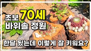 70세 왕초보 바위솔정원 키운지 한달되었다는데 믿어지지않아요!! hens and chicks succulent