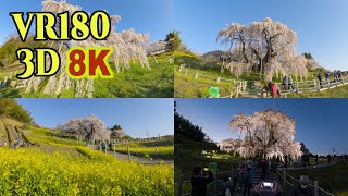 [ 8K 3D VR180 ] 日本三大桜「三春の滝桜」 Taki-Zakura, one of the three great cherry blossom trees in Japan