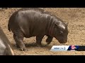 Awwww!  Franklin Park Zoo celebrates baby boom