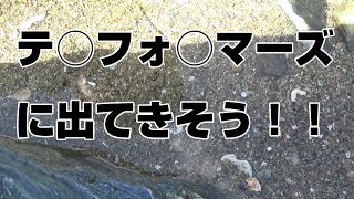 もはや砂？ネズミゴチの恐るべき擬態能力とは…！