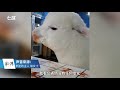 pet alpaca in chongqing loves eating chili powder 宠物羊驼爱吃辣椒面，主人调侃“挺重庆的”