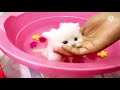 baby cats fast shower 🚿🧴😰🐈‍⬛ বাবুদের প্রথম গোসল 🐈🧴🐈‍⬛🚿