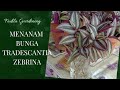 Cara Menanam Bunga Tradescantia Zebrina