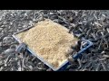 Catfish Farming In Cement Tank In Asia|hybrid magur fish farming in india|Magur Fish Farming Buisnes