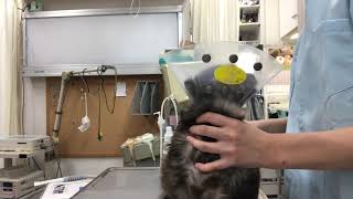 ⑤洋猫ミックスのリンちゃんの治療